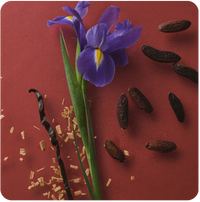 Roter Hintergrund, es liegen Tonkabohnen, eine Vanilleschote, eine Iris Blume und Holzspänne drauf.