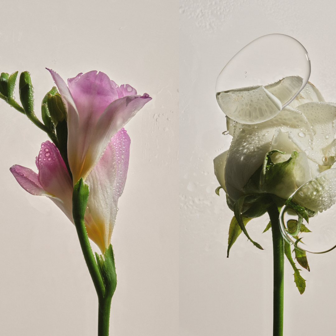 Links eine rosane Freesie und rechts eine weiße Rose